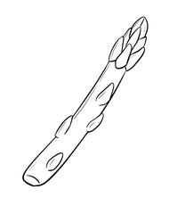 asparagus digital drawing illustration isolated