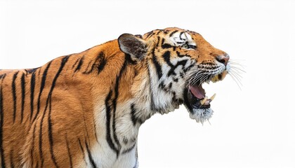 A striking tiger roaring fiercely against  a white background.