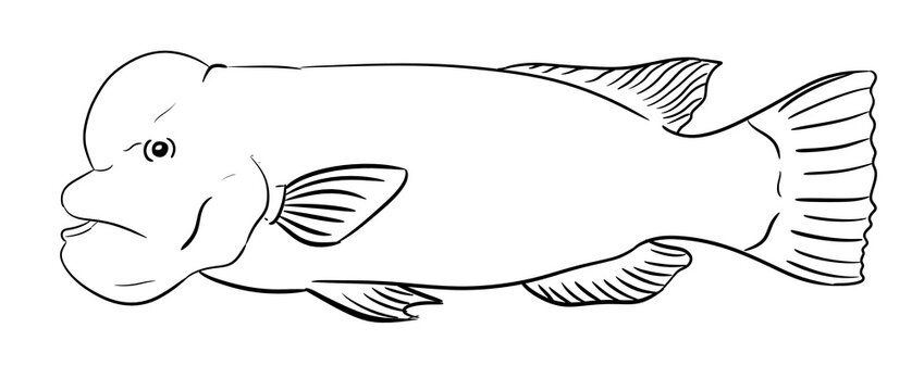 sheepshead wrasse digital drawing illustration isolated