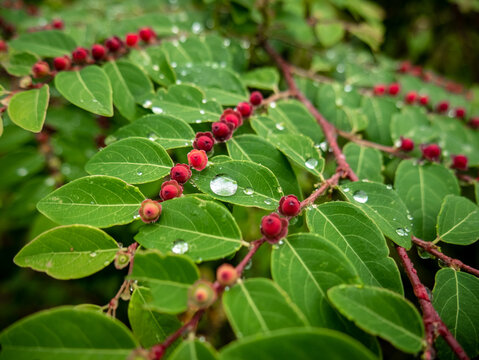 beautiful dew that remains on the leaves of a plant called breynia vitis