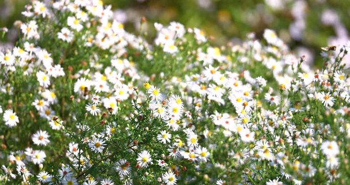 White daisy fleabane on a meadow surrounded by bees and insects