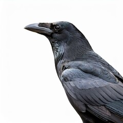 Close-up of a majestic black raven against  a white background.