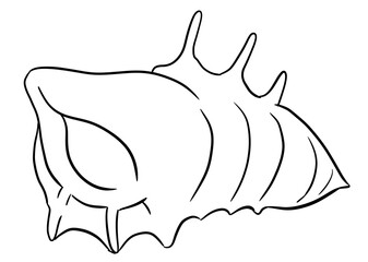 shell digital drawing illustration isolated