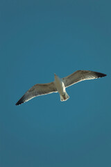 seagull in the sky flying
