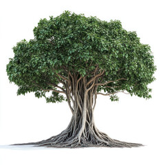 banyan tree