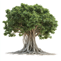 banyan tree