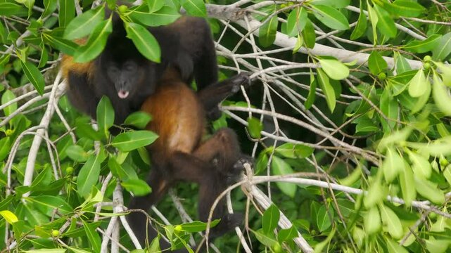 This stunning aerial view showcases a Howler monkey comfortably nestled among the vibrant, lush foliage of Costa Ricas rich and diverse ecosystem, bursting with life