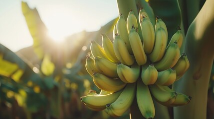 Close-up of a bunch of green bananas hanging from a tree with sunlight shining through the leaves.