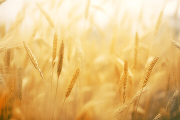 Fototapeta premium Golden Wheat Field CloseUp with Blurred Background