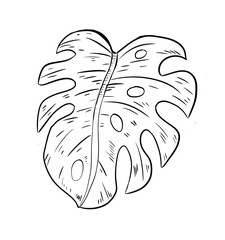 monstera digital drawing illustration isolated