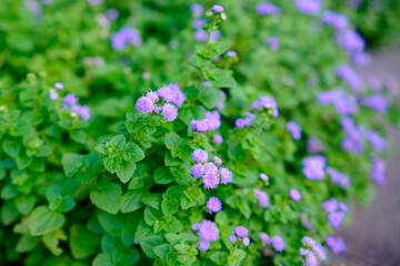Purple Ageratum Blossoms in Green Foliage