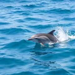 Fototapeta premium dolphin swimming in the sea