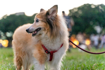 a graceful Shetland Sheepdog, happily strolling across a sunlit grassy field. Its long, fluffy coat...