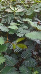 sensitive plant 