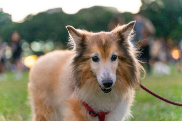 a graceful Shetland Sheepdog, happily strolling across a sunlit grassy field. Its long, fluffy coat flows gently as it walks, showcasing the breed's elegance and beauty.