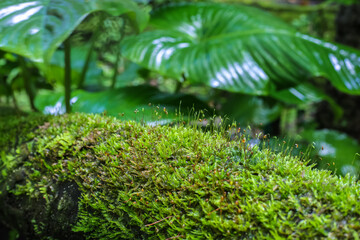 green moss in the garden