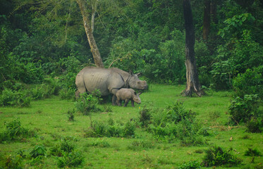 Rhino calf and adult female rhino at Manas National Park, Assam, India
