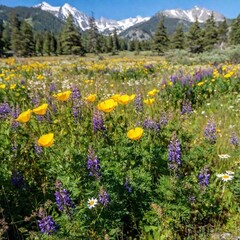Fototapeta premium A hip-level, full shot of a wide-open meadow blanketed with colorful wildflowers, stretching toward a distant mountain range. The shot captures the flowers up close, with the mountains providing a stu