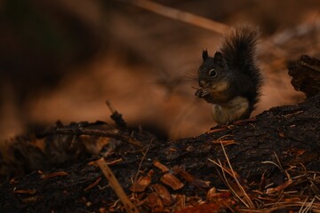 Baby Squirrel