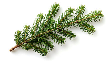 Fir tree branch isolated on a white background