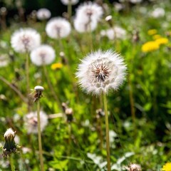 a close-up, birds-eye-view shot of a dandelion seed head with deep focus, capturing the intricate details of the individual seeds and their fine, hair-like structures, while keeping the surrounding da