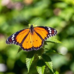 A close-up photo of a monarch butterfly with its wings fully open, deep focus highlighting the contrast between its orange and black markings, eye-level shot offering a sharp portrait that showcases i
