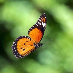Fototapeta premium A macro photo of a butterfly in mid-flight, soft focus rendering the background into a soft, colorful blur, low angle shot capturing the upward motion and the fine details of its underwings and body
