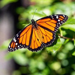 Fototapeta premium A close-up photo of a monarch butterfly with its wings fully open, deep focus highlighting the contrast between its orange and black markings, eye-level shot offering a sharp portrait that showcases i