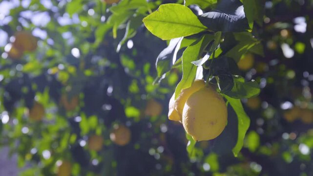 豊町大長のレモン