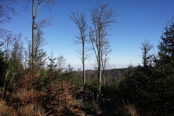 Góry Sowie, Polska © Strumyk