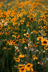 Golden sunflower field.