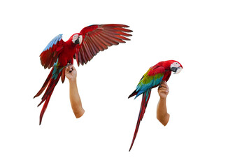 greenwing red and yellow macaw on hand isolated on white background. This has clipping path.