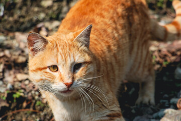 portrait of a cat, Cat, Ginger tabby cat, A ginger cat looking up