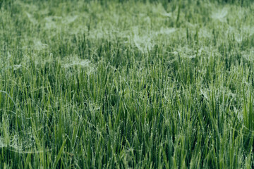 Winter Morning, beautiful environment, Misty mornings and golden fields, Morning, soft and serene