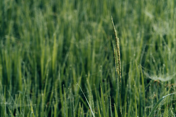 Winter Morning, beautiful environment, Misty mornings and golden fields, Morning, soft and serene