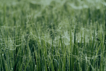 Winter Morning, beautiful environment, Misty mornings and golden fields, Morning, soft and serene