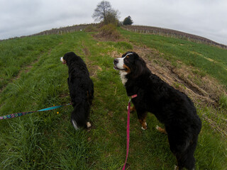 Two Bernese Mountain Dogs going for a walk in a grassy field