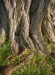 Background of a Tan Tree Trunk with Green Grass with Detail and Texture.