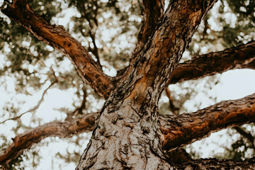 Upward view of tree bark and branches.
