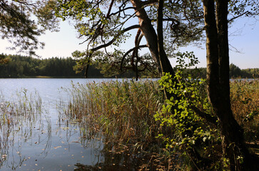 Obraz premium Sunny day by the lake in the forest with trees and reeds in the foreground