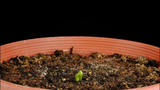 growing caigua plant time lapse early stage