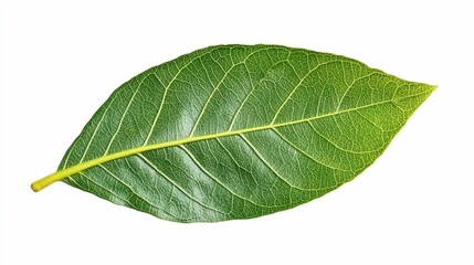 Obraz premium Green tropical leaf isolated on white background, , minimalistic botanical design