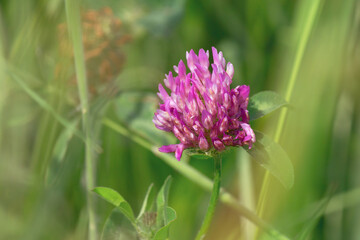 Red clover flower in the meadow.