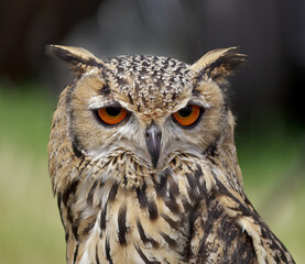 Close up portrait of an eagle owl.