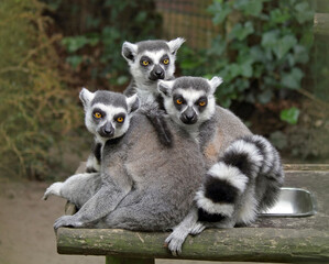 Three ring-tailed lemurs (Lemur catta) sitting close together in the zoo. © Maria