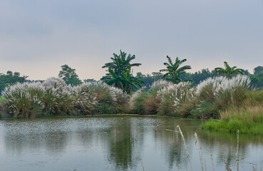 Kaash flower clusters sprouting on the littoral zone of a pond in autumn in Assam, India