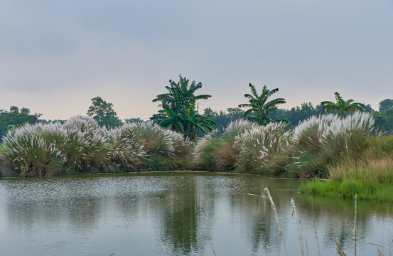 Kaash flower clusters sprouting on the littoral zone of a pond in autumn in Assam, India
