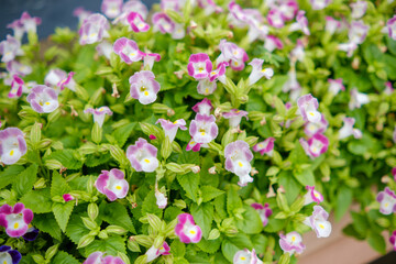 Torenia Flowers in Bloom