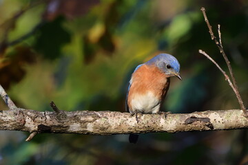 Male blue bird on branch autumn day against blurry background. 