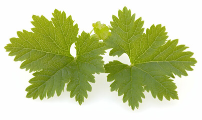 Close-up of two fresh green vine leaves isolated on white.